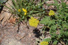 Cymopterus terebinthinus