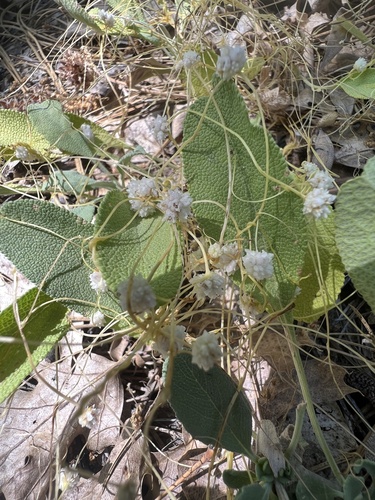 Image of Cuscuta approximata by no rights reserved