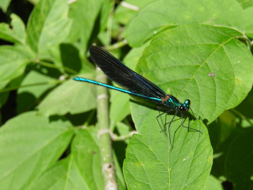 Grakščioji gražutė