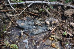 Thomomys monticola