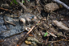 Thomomys monticola
