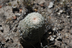 Echinocereus pectinatus pectinatus