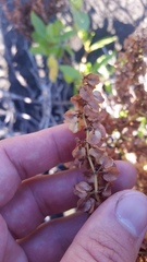 Rumex skottsbergii