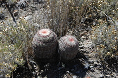 Echinocereus pectinatus pectinatus