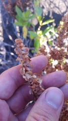 Rumex skottsbergii