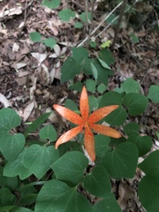 Lilium tsingtauense