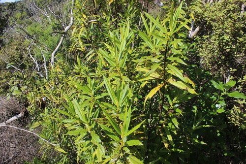 Veronica ligustrifolia, photograph 5