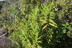 Joe Dillon, CC BY, iNaturalist via GBIF Veronica ligustrifolia, photograph Joe Dillon, CC BY, iNaturalist via GBIF