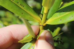Veronica ligustrifolia, photograph Joe Dillon, CC BY, iNaturalist via GBIF