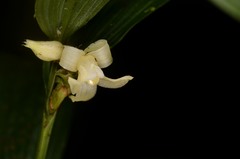 Tropidia curculigoides