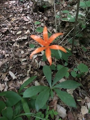 Lilium tsingtauense