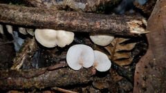 Deconica horizontalis