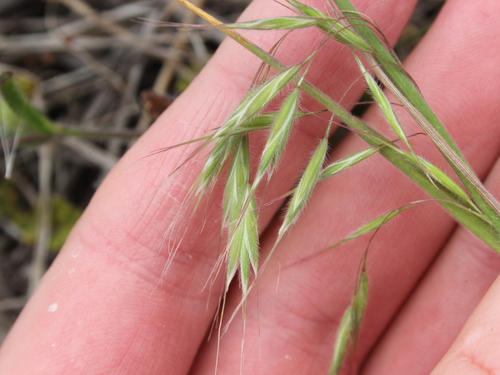 Bromus arenarius, photograph 6