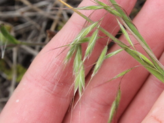 Bromus arenarius, photograph (c) Joe Dillon, some rights reserved (CC BY)