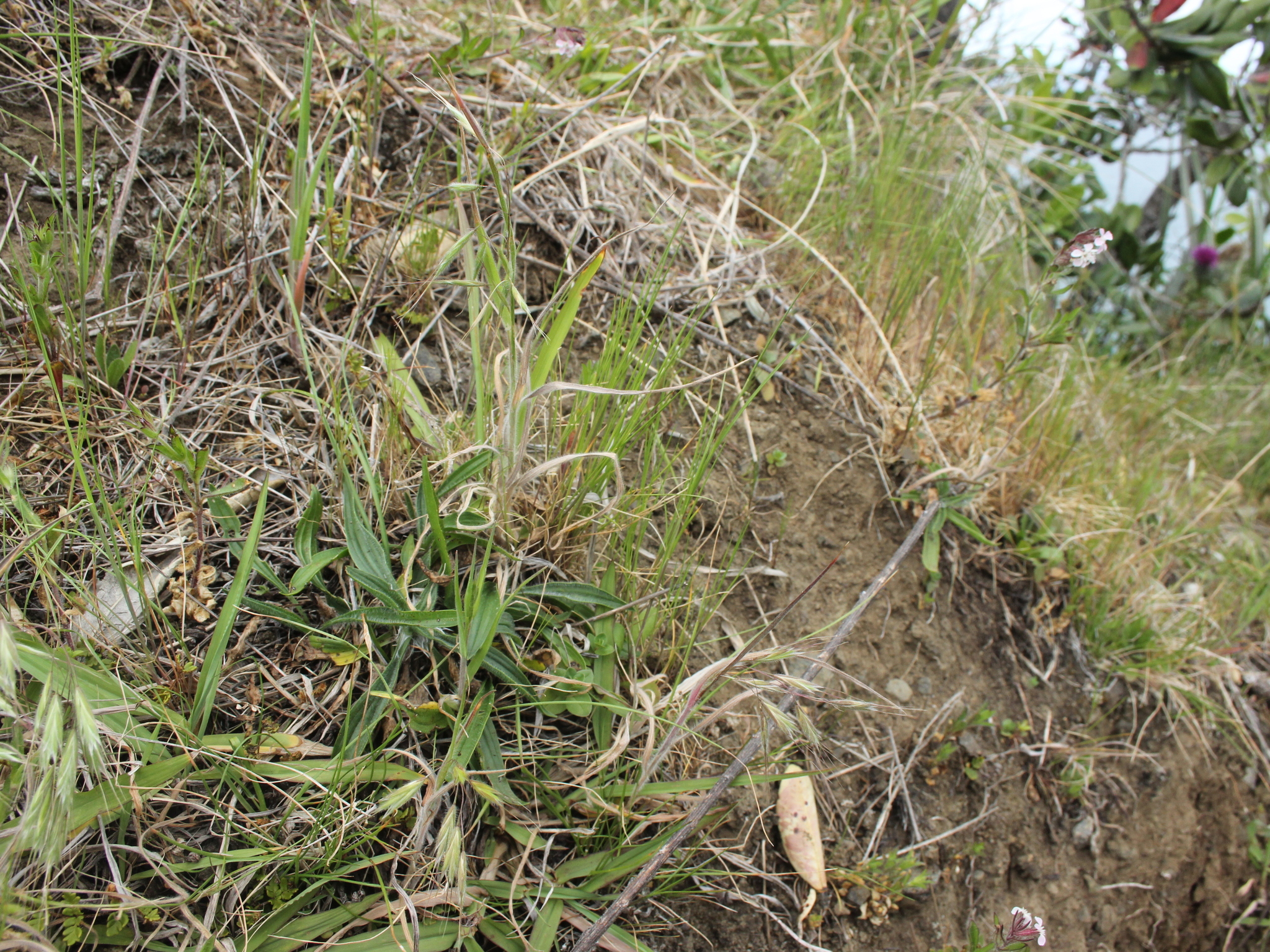Australian Brome (Bromus arenarius)