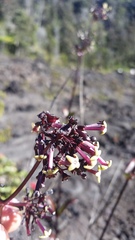 Kadua centranthoides