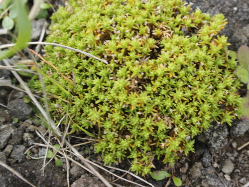 Image of Scleranthus biflorus by (c) Joe Dillon, some rights reserved (CC BY)