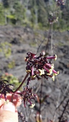 Kadua centranthoides