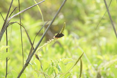 Caria domitianus