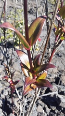 Kadua centranthoides