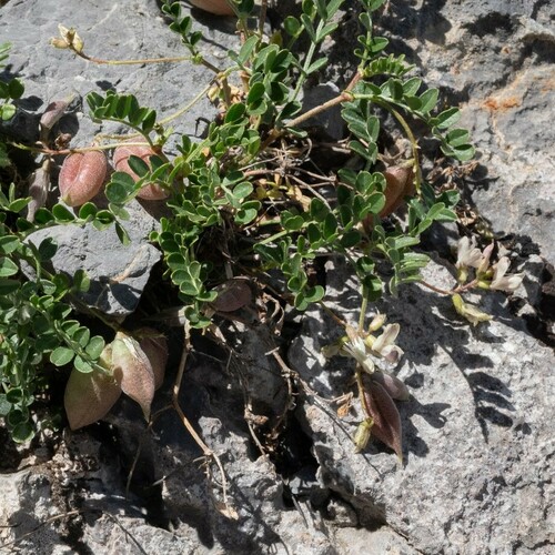 Custer milkvetch (Astragalus amnis-amissi)