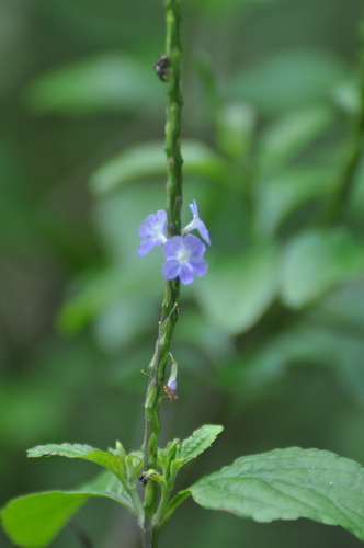 Stachytarpheta cayennensis