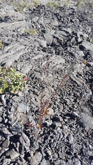 Kadua centranthoides