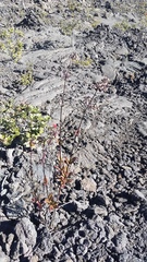 Kadua centranthoides