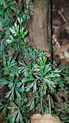 Elaphoglossum peltatum