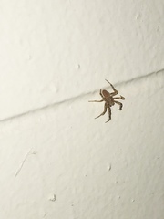 Araneae