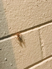 Araneae