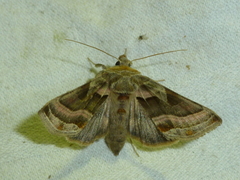 Euchalcia variabilis