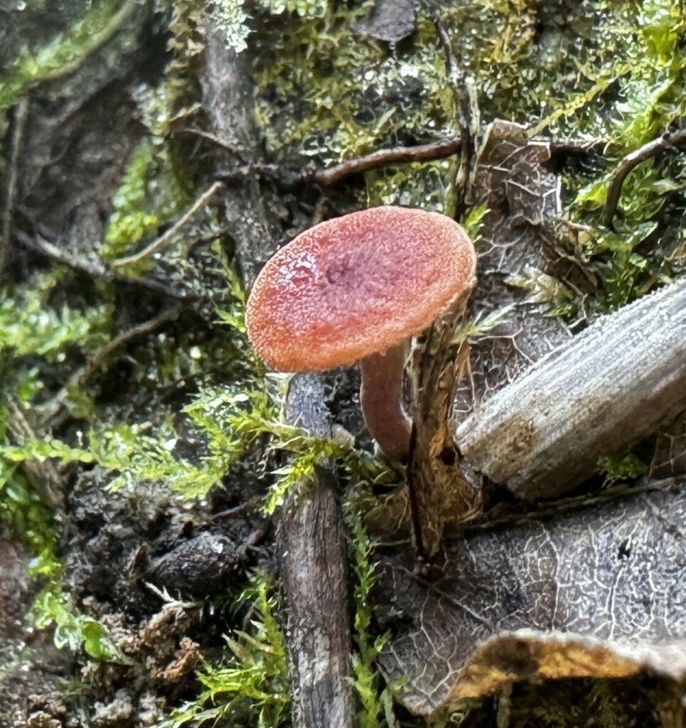 Common Gilled Mushrooms and Allies from Moundville boat ramp, Hale Co