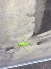 Leptophyes laticauda