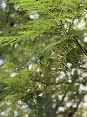 Vachellia campechiana