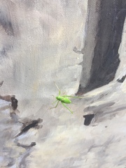 Leptophyes laticauda