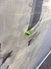 Leptophyes laticauda