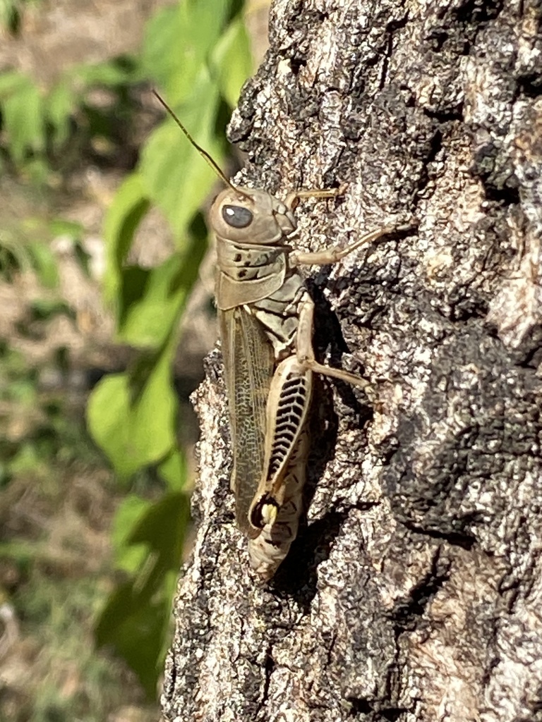 Differential Grasshopper from David Fort Rd, Argyle, TX, US on October ...