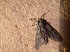 Sphinx maurorum