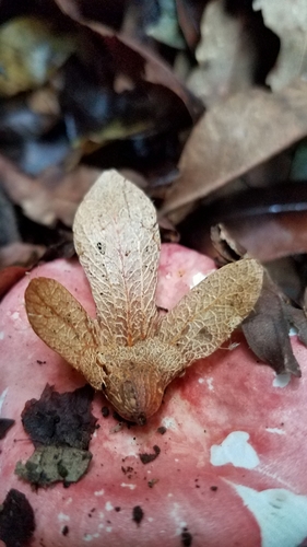Oreomunnea mexicana