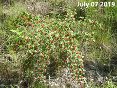 Rubus crataegifolius