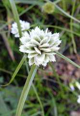 Cyperus seslerioides