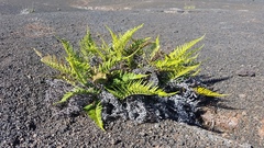 Pityrogramma austroamericana