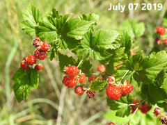 Rubus crataegifolius