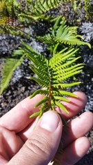 Pityrogramma austroamericana