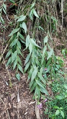 Elleanthus capitatus