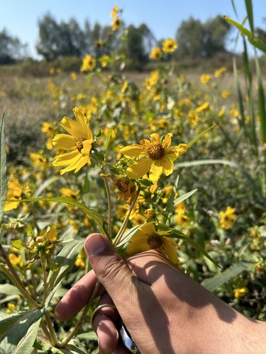 Bidens laevis iNat (1)