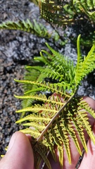 Pityrogramma austroamericana