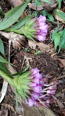 Elleanthus capitatus