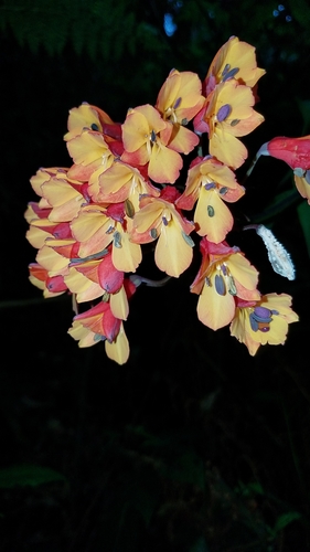 Bomarea acutifolia (Bomarea acutifolia)